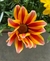 Gazanias Cajon x15 unidades M12 - Zotami Plantas