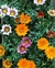 Gazanias Cajon x15 unidades M12 en internet