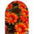 Gazanias Cajon x15 unidades M12