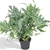 Helecho Azul M14 - Zotami Plantas
