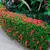 Ixora en 3 litros - Zotami Plantas