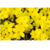 Jazmin amarillo en 3 litros - tienda online