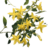 Jazmin amarillo en 3 litros - comprar online