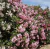 Laurel en 3 litros - comprar online