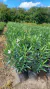 Laurel en 3 litros - Zotami Plantas