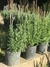 Lavanda en 3 litros - comprar online