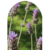 Lavanda Cajon x15 unidades M12