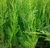 Leylandi en 3 litros - Zotami Plantas