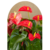 Anthurium en M14