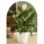Spatiphyllium en 3 Litros + Maceta Premium N22 - comprar online