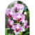 Orquidea M18