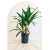 Yucca en 3 litros