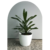 Robusta en 3 litros
