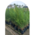 Melaleuca en 4 litros