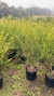 Melaleuca en 10 litros