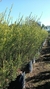 Melaleuca en 10 litros en internet