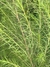 Melaleuca en 10 litros - comprar online