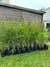 Melaleuca en 10 litros - comprar online