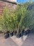 Melaleuca en 10 litros - Zotami Plantas
