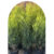 Melaleuca en 10 litros