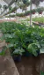 Misionero Filodendro Wambe en 3 litros - Zotami Plantas