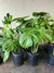 Monstera en 3 litros + Maceta Premium N27 - Zotami Plantas