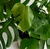 Monstera en 3 litros - tienda online