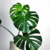 Imagen de Monstera en 3 litros + Maceta Premium N27