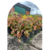 Nandina en 3 litros