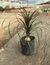 Nolina en 3 litros - tienda online