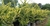 Olea Texana en 10 litros | Verde o Aurea - Zotami Plantas