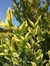 Olea Texana en 10 litros | Verde o Aurea en internet