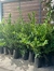 Olea Texana en 10 litros | Verde o Aurea en internet