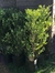 Olea Texana en 10 litros | Verde o Aurea - tienda online