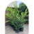 Olea Texana en 10 litros | Verde o Aurea