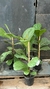 Ficus Pandurata en 5 litros