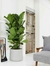 Ficus Pandurata en 5 litros - comprar online