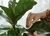 Ficus Pandurata en 5 litros - tienda online