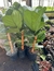 Ficus Pandurata en 5 litros en internet