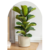 Ficus Pandurata en 5 litros - comprar online