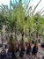Paspalum en 10 litros - tienda online