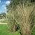 Paspalum en 10 litros - Zotami Plantas