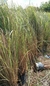 Paspalum en 10 litros en internet