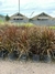 Pennisetum Rubra en 3 litros - comprar online