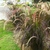 Imagen de Pennisetum Rubra en 3 litros