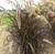 Pennisetum Rubra en 3 litros - Zotami Plantas