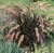 Pennisetum Rubra en 3 litros en internet