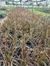 Pennisetum Rubra en 3 litros