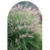 Pennisetum Rupelli en 3 litros