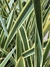 Phormio en 10 litros | Aureo, Rubra o Verde - comprar online